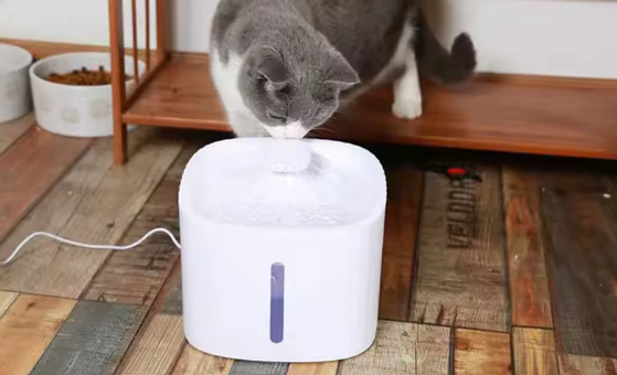 Boisson Animaux Pratique